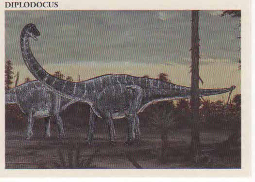 Diplodocus